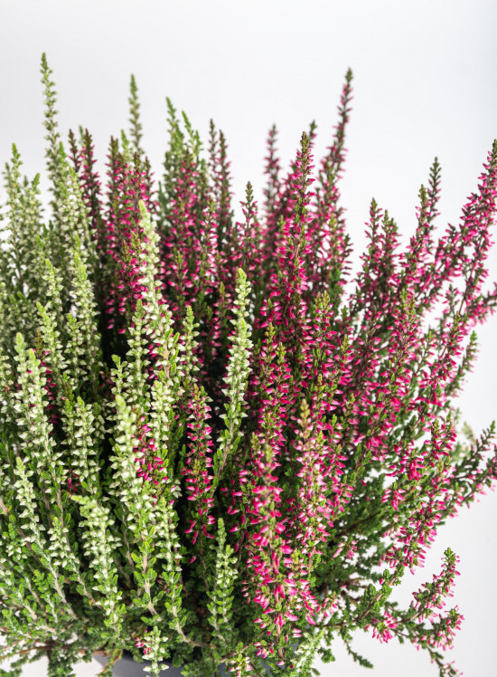 Vřes obecný Twins, Calluna vulgaris, dvoubarevný, průměr květináče 12 cm-12254