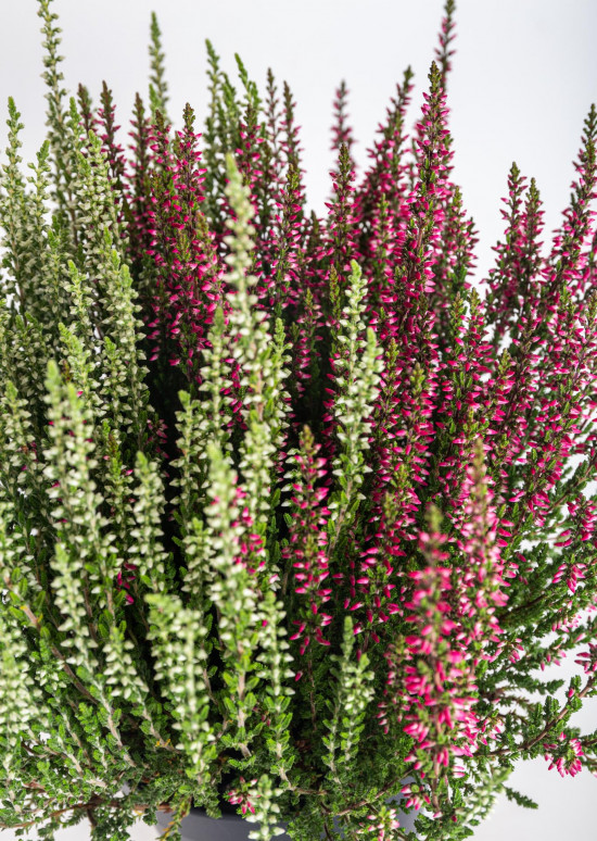 Vřes obecný Twins, Calluna vulgaris, dvoubarevný, průměr květináče 12 cm-12255