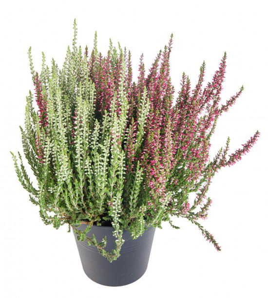Vřes obecný Twins, Calluna vulgaris, dvoubarevný, průměr květináče 12 cm-12256