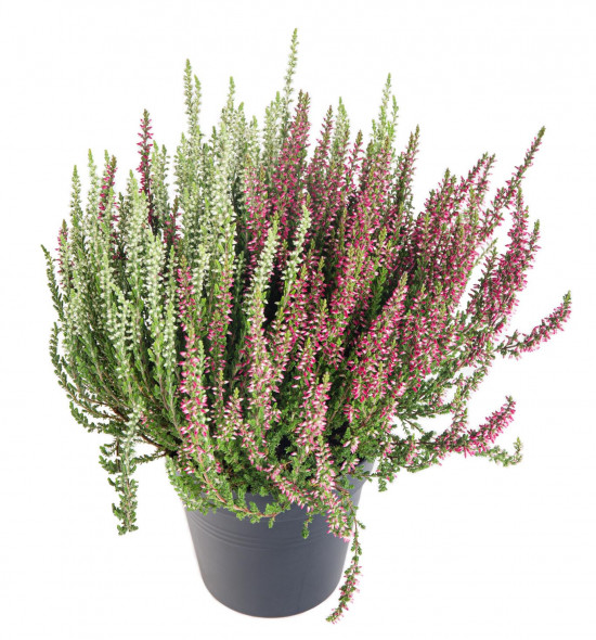 Vřes obecný Twins, Calluna vulgaris, dvoubarevný, průměr květináče 12 cm-12257