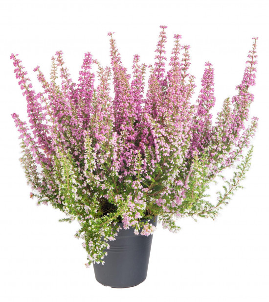 Vřesovec Beauty Queens, Erica gracilis, světle růžová, průměr květináče 12 - 13 cm