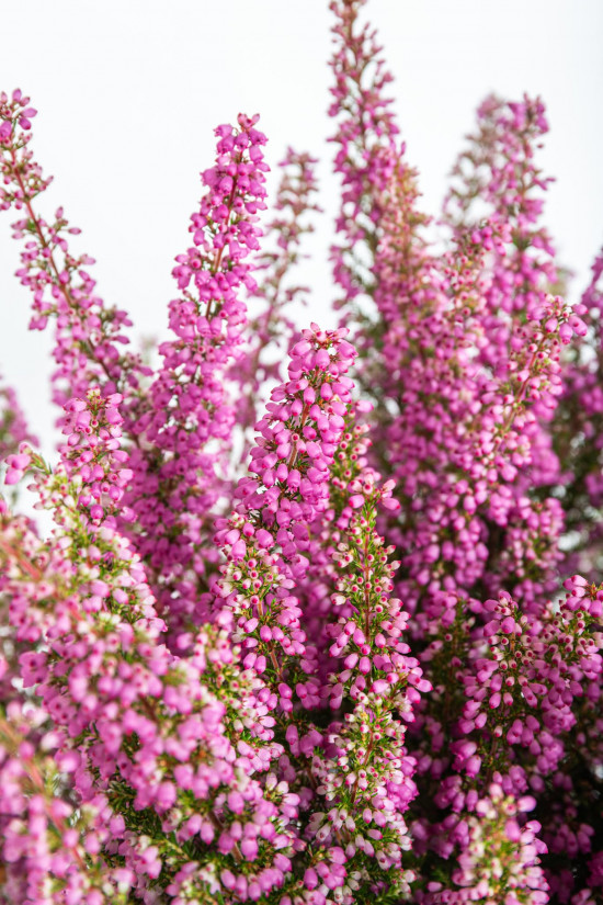 Vřesovec Beauty Queens, Erica gracilis, světle růžová, průměr květináče 12 - 13 cm-14479