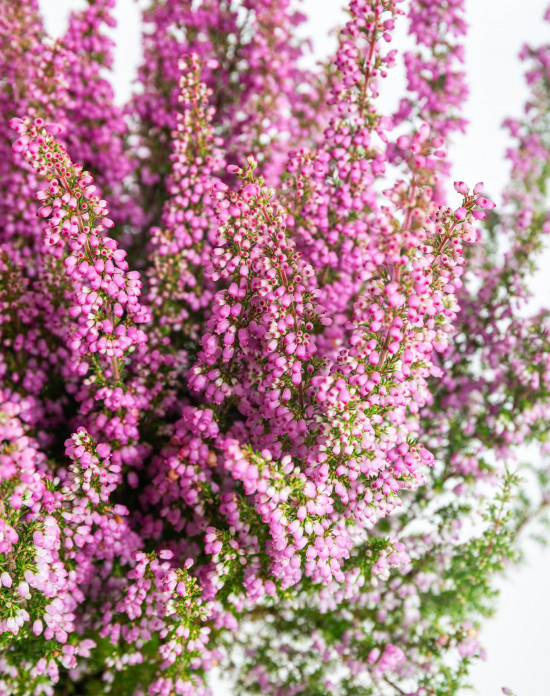 Vřesovec Beauty Queens, Erica gracilis, světle růžová, průměr květináče 12 - 13 cm-14480