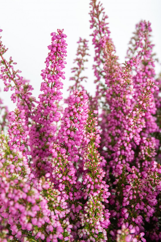 Vřesovec Beauty Queens, Erica gracilis, světle růžová, průměr květináče 12 - 13 cm-14482
