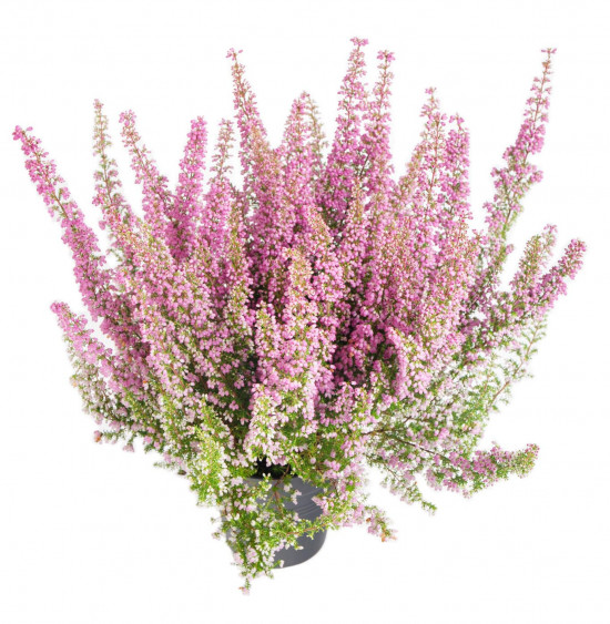 Vřesovec Beauty Queens, Erica gracilis, světle růžová, průměr květináče 12 - 13 cm-14483