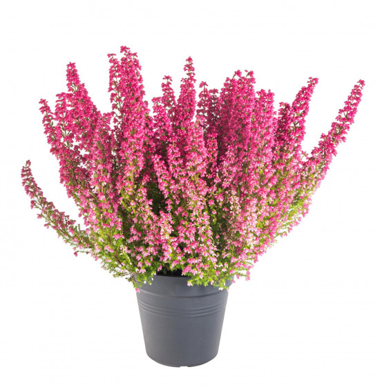 Vřesovec , Erica gracilis Mister Line, tmavě růžový, průměr květináče 12 cm