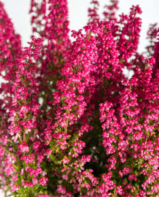 Vřesovec , Erica gracilis Mister Line, tmavě růžový, průměr květináče 12 cm-13301