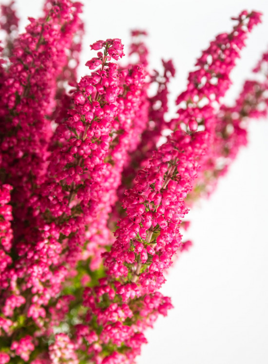 Vřesovec , Erica gracilis Mister Line, tmavě růžový, průměr květináče 12 cm-13302