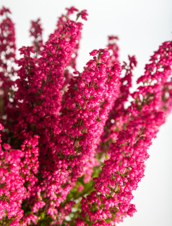Vřesovec , Erica gracilis Mister Line, tmavě růžový, průměr květináče 12 cm-13303