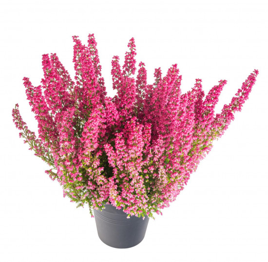 Vřesovec , Erica gracilis Mister Line, tmavě růžový, průměr květináče 12 cm-13304
