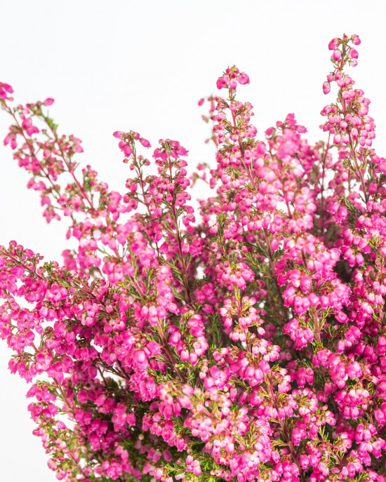 Vřesovec , Erica gracilis, průměr květináče 11 cm-12518
