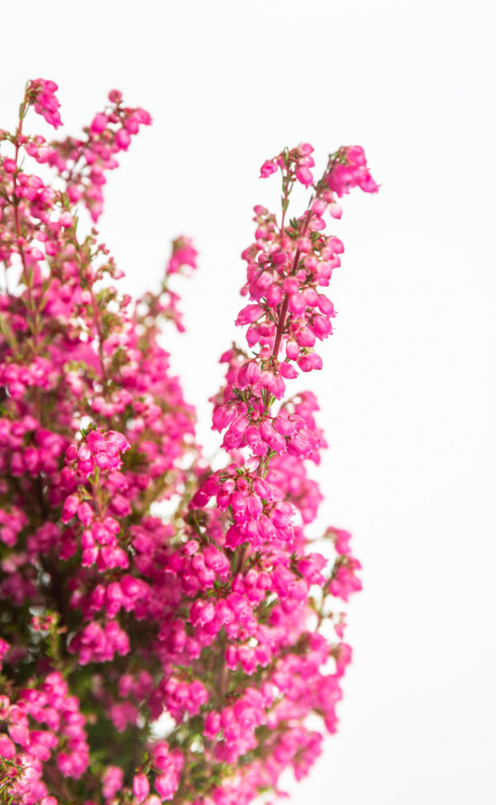 Vřesovec , Erica gracilis, průměr květináče 11 cm-12519