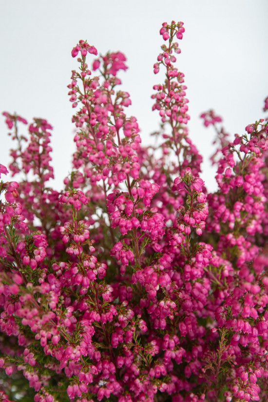 Vřesovec , Erica gracilis, průměr květináče 11 cm-12520