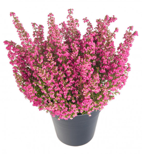 Vřesovec , Erica gracilis, průměr květináče 11 cm-12521