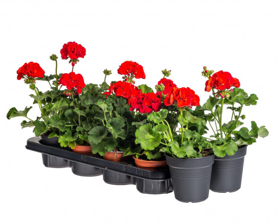 Výhodné balení 10x Muškát vzpřímený, Pelargonium zonale, červený, velikost květináče 10 - 12 cm