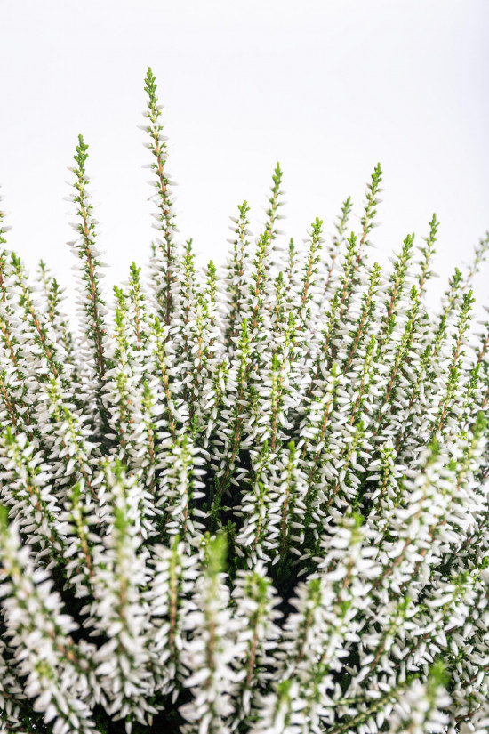 Výhodné balení 10x Vřes obecný, Calluna vulgaris, bílý, průměr květináče 12 cm