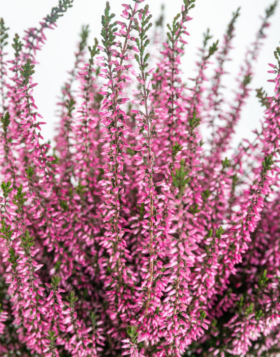 Výhodné balení 10x Vřes obecný, Calluna vulgaris, růžový, průměr květináče 12 cm-21029