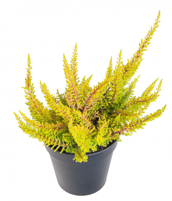 Výhodné balení 10x Vřes obecný Seastar, Calluna vulgaris, průměr květináče 11 cm
