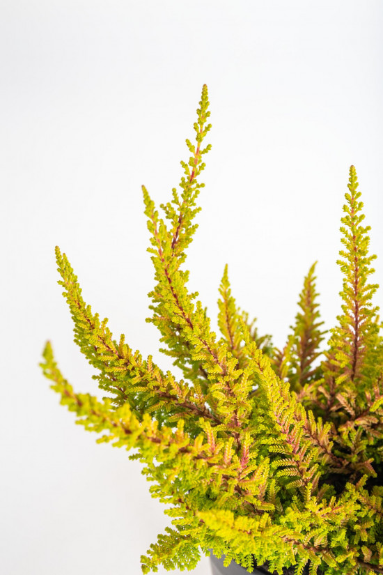 Výhodné balení 10x Vřes obecný Seastar, Calluna vulgaris, průměr květináče 11 cm-21226