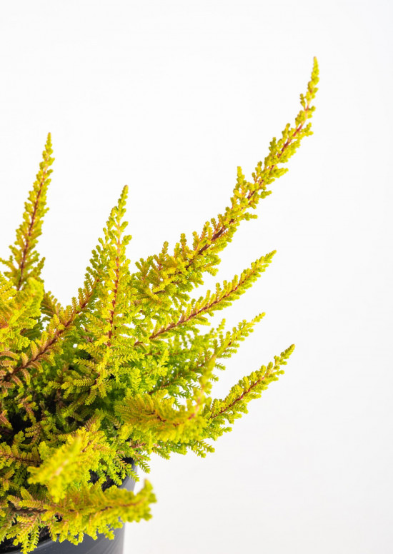 Výhodné balení 10x Vřes obecný Seastar, Calluna vulgaris, průměr květináče 11 cm-21227
