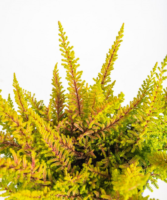 Výhodné balení 10x Vřes obecný Seastar, Calluna vulgaris, průměr květináče 11 cm-21228
