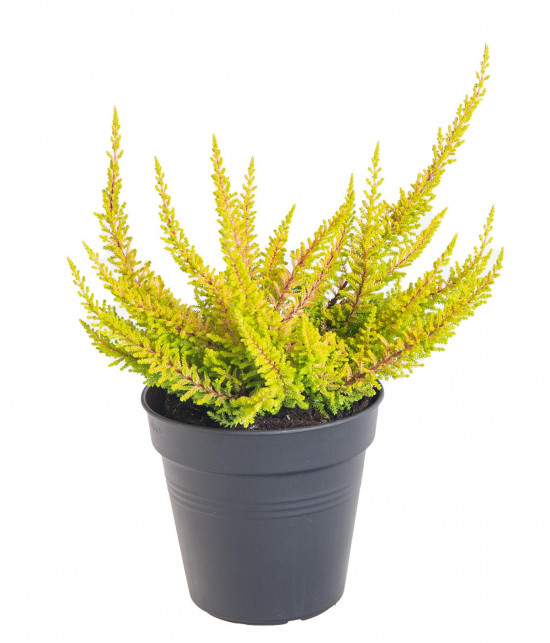 Výhodné balení 10x Vřes obecný Seastar, Calluna vulgaris, průměr květináče 11 cm-21229