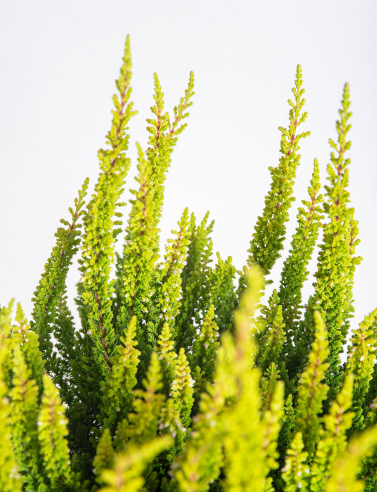 Výhodné balení 10x Vřes obecný Skyline, Calluna vulgaris, světle zelený, průměr květináče 10 - 11 cm-21302