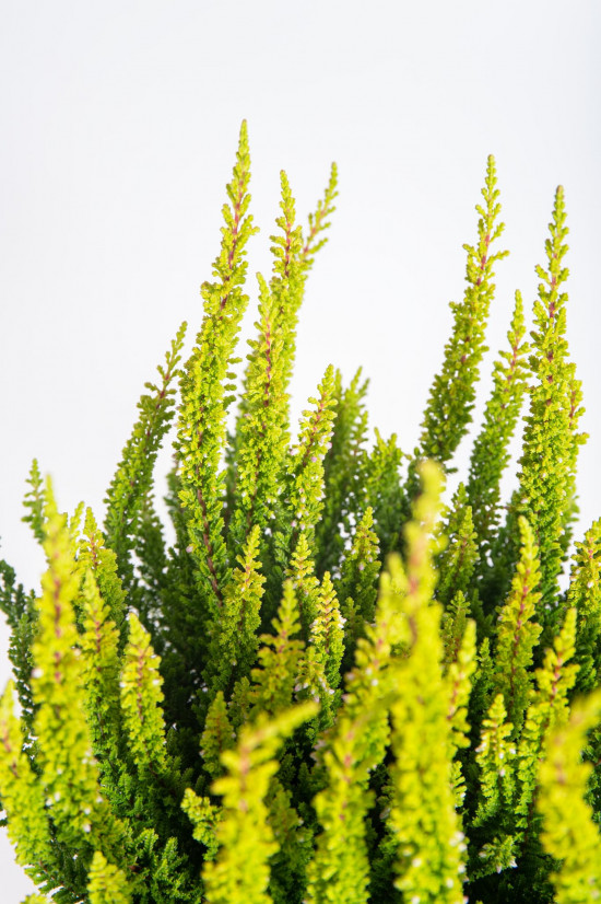 Výhodné balení 10x Vřes obecný Skyline, Calluna vulgaris, světle zelený, průměr květináče 10 - 11 cm-21303