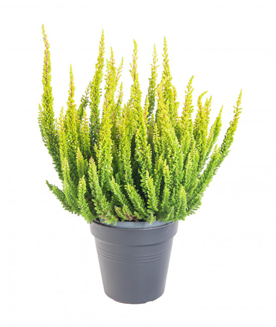 Výhodné balení 10x Vřes obecný Skyline, Calluna vulgaris, světle zelený, průměr květináče 10 - 11 cm-21307