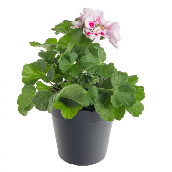 Výhodné balení 2x Muškát vzpřímený, Pelargonium zonale, bílo - růžový, velikost květináče 10 - 12 cm