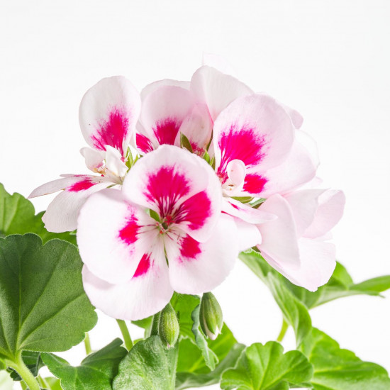 Výhodné balení 2x Muškát vzpřímený, Pelargonium zonale, bílo - růžový, velikost květináče 10 - 12 cm-7787