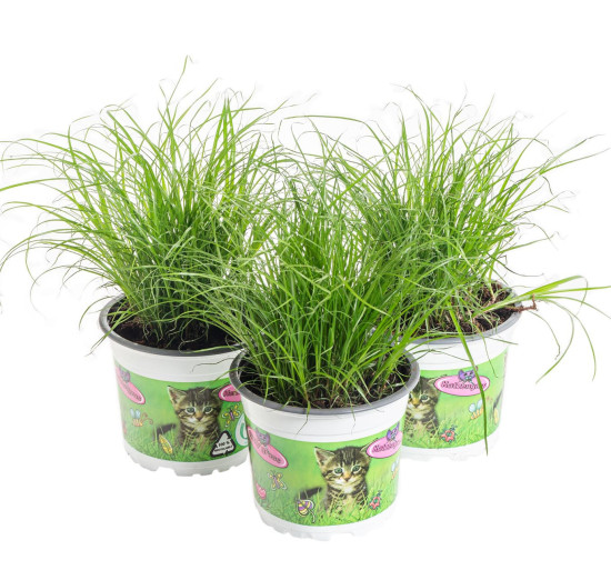 Výhodné balení 3x Kočičí tráva, Cyperus alternifolia Zumula, průměr květináče 10 - 12 cm