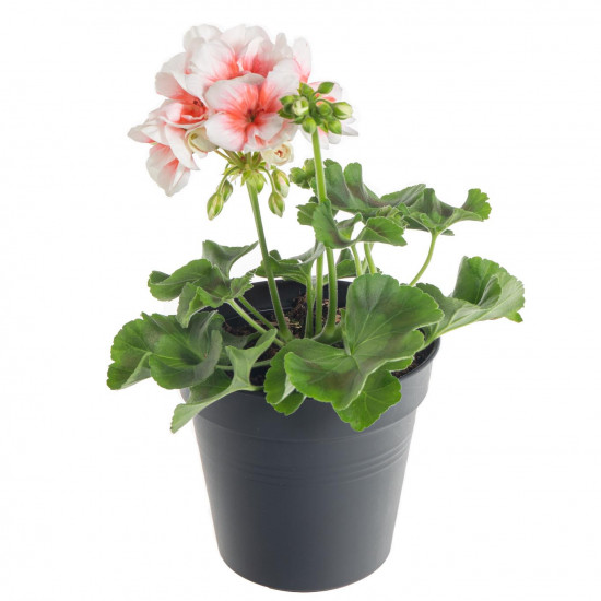 Výhodné balení 5x Muškát vzpřímený, Pelargonium zonale, bílo - oranžová, velikost květináče 10 - 12 cm-7732