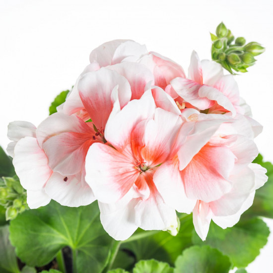 Výhodné balení 5x Muškát vzpřímený, Pelargonium zonale, bílo - oranžová, velikost květináče 10 - 12 cm-7733