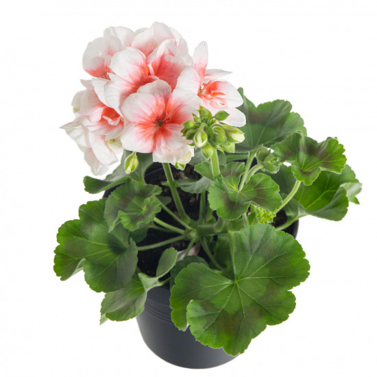 Výhodné balení 5x Muškát vzpřímený, Pelargonium zonale, bílo - oranžová, velikost květináče 10 - 12 cm-7734