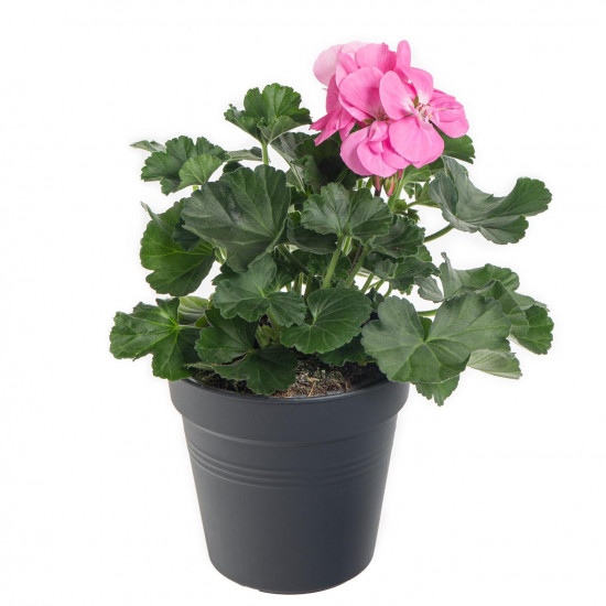 Výhodné balení 5x Muškát vzpřímený, Pelargonium zonale, světle růžový, velikost květináče 10 - 12 cm-7777