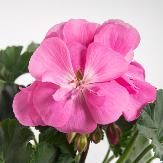Výhodné balení 5x Muškát vzpřímený, Pelargonium zonale, světle růžový, velikost květináče 10 - 12 cm-7778