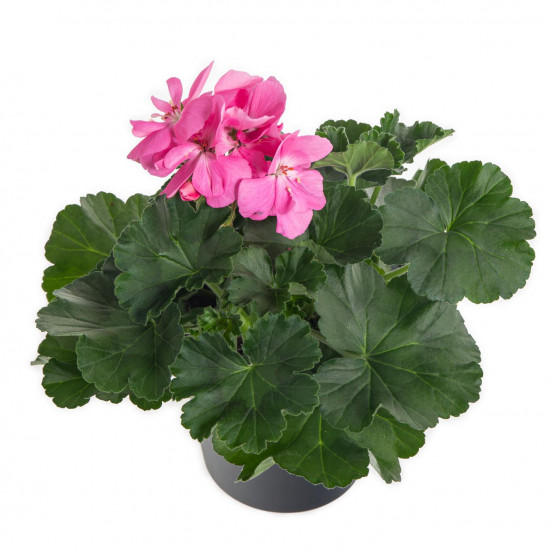 Výhodné balení 5x Muškát vzpřímený, Pelargonium zonale, světle růžový, velikost květináče 10 - 12 cm-7779