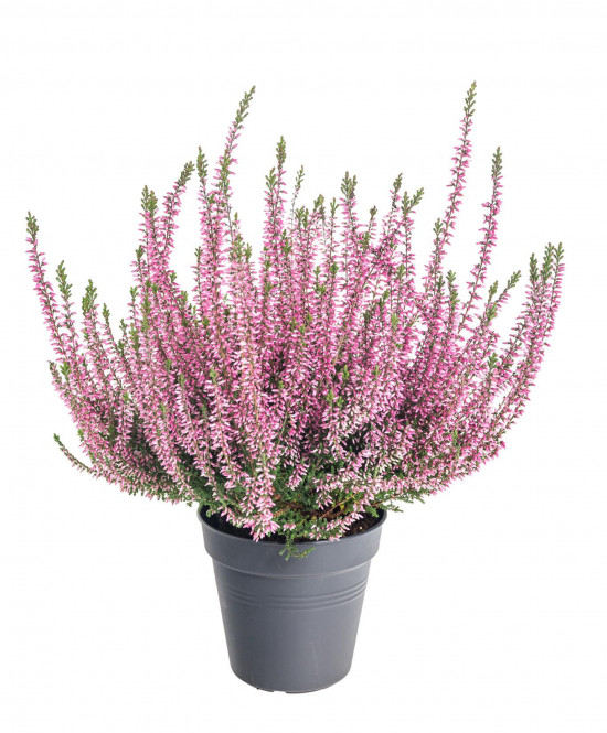 Výhodné balení 5x Vřes obecný, Calluna vulgaris, růžový, průměr květináče 12 cm-21041