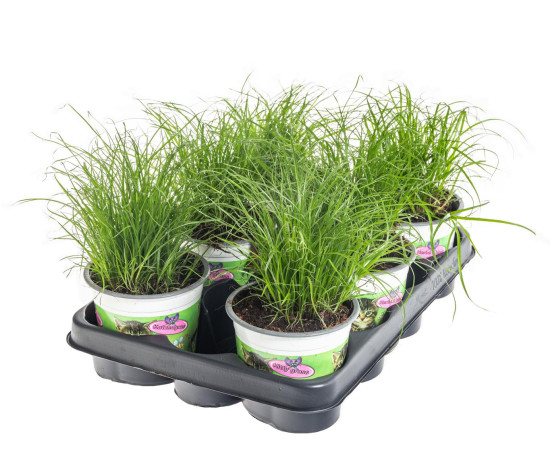 Výhodné balení 6x Kočičí tráva, Cyperus alternifolia Zumula, průměr květináče 10 - 12 cm
