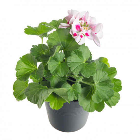 Výhodné balení 6x Muškát vzpřímený, Pelargonium zonale, bílo - růžový, velikost květináče 10 - 12 cm-7797