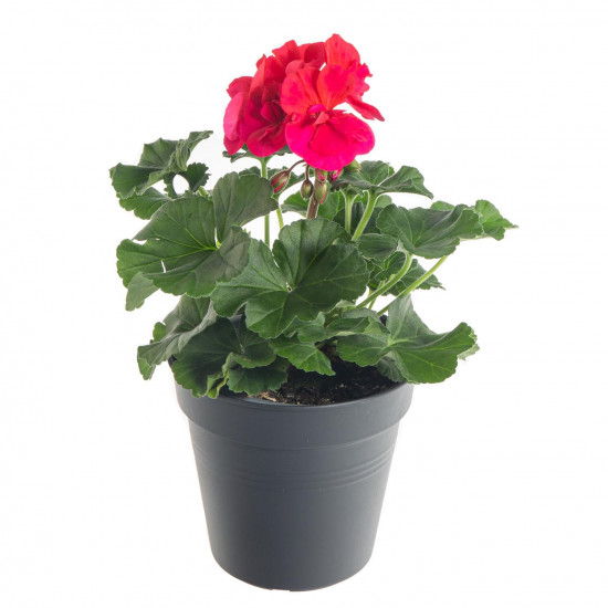 Výhodné balení 6x Muškát vzpřímený, Pelargonium zonale, tmavě růžový, velikost květináče 10 - 12 cm-7810
