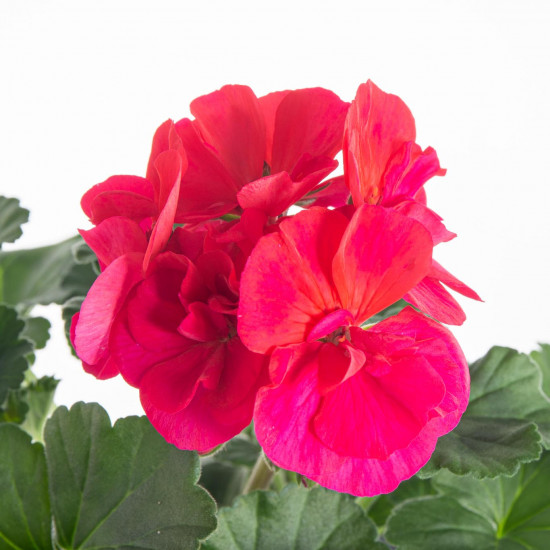 Výhodné balení 6x Muškát vzpřímený, Pelargonium zonale, tmavě růžový, velikost květináče 10 - 12 cm-7811
