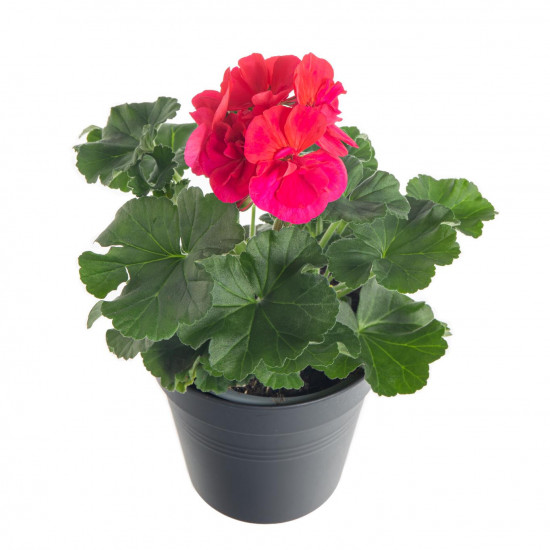 Výhodné balení 6x Muškát vzpřímený, Pelargonium zonale, tmavě růžový, velikost květináče 10 - 12 cm-7812
