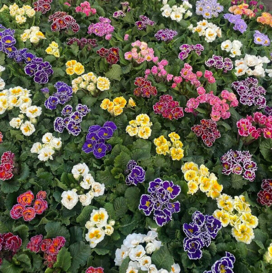 Výhodné balení 6x Prvosenka bezlodyžná, Primula acaulis, mix barev-26802