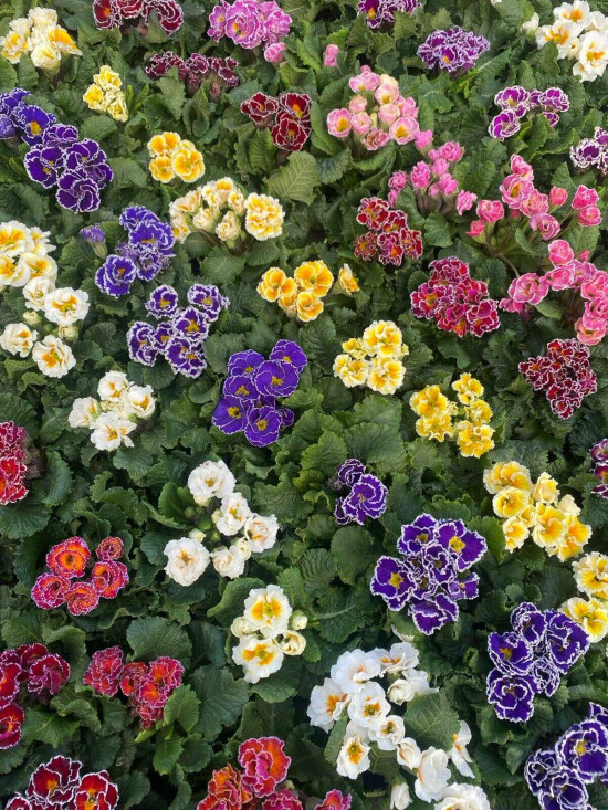 Výhodné balení 6x Prvosenka bezlodyžná, Primula acaulis, mix barev-26807