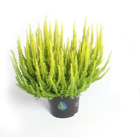 Výhodné balení 6x Vřes obecný Skyline, Calluna vulgaris, světle zelený, průměr květináče 12 - 13 cm