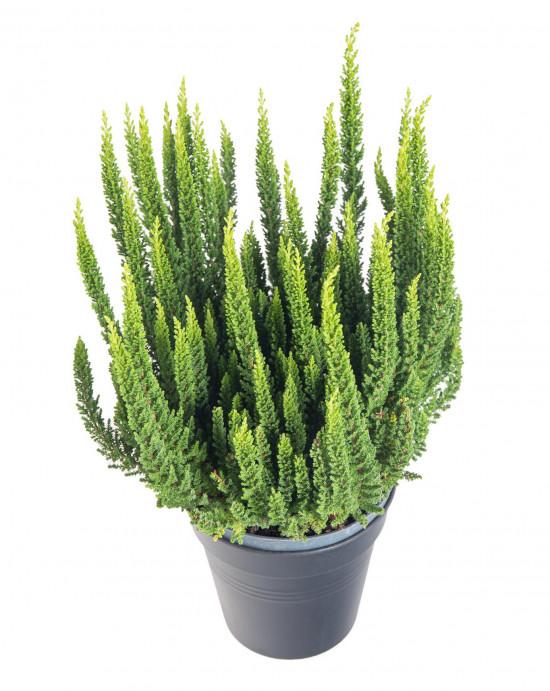 Výhodné balení 6x Vřes obecný Skyline, Calluna vulgaris, tmavě zelený, průměr květináče 10- 11 cm