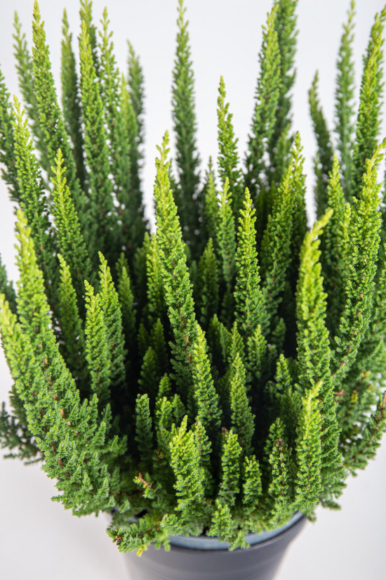 Výhodné balení 6x Vřes obecný Skyline, Calluna vulgaris, tmavě zelený, průměr květináče 10- 11 cm-21287