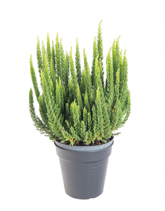 Výhodné balení 6x Vřes obecný Skyline, Calluna vulgaris, tmavě zelený, průměr květináče 10- 11 cm-21289